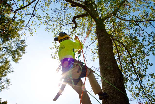 tree removal